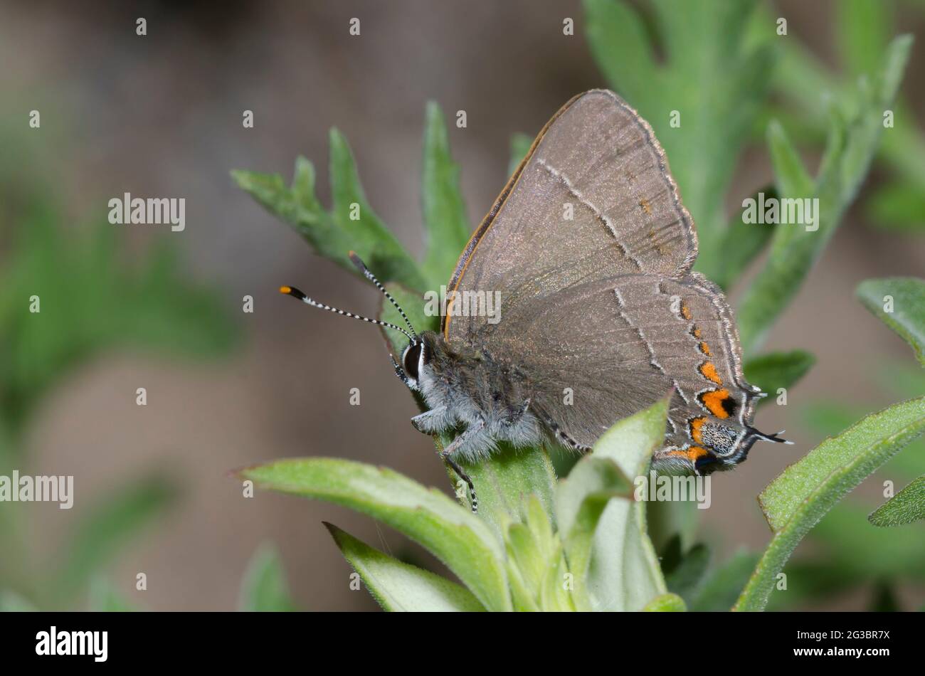 Oak Hairstreak, Satyrium favonius Foto Stock