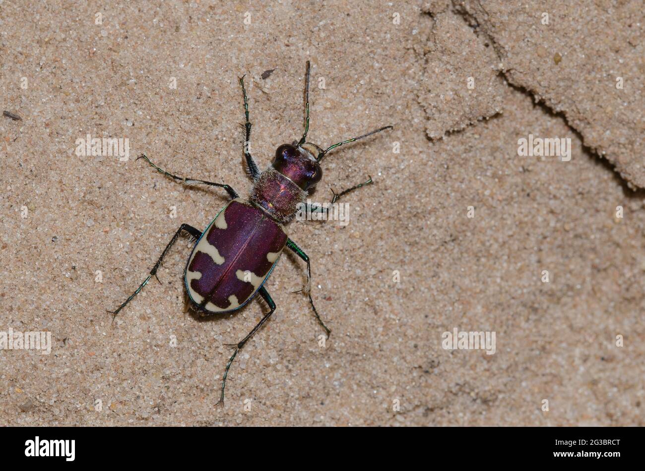 Sabbia grande Tiger Beetle, Cicindela formosa Foto Stock