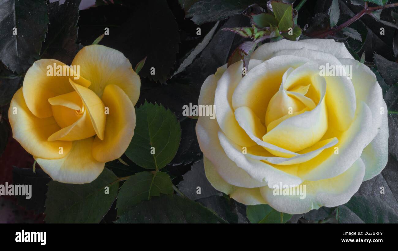 rose bianche e gialle su sfondo verde naturale, giardinaggio Foto Stock