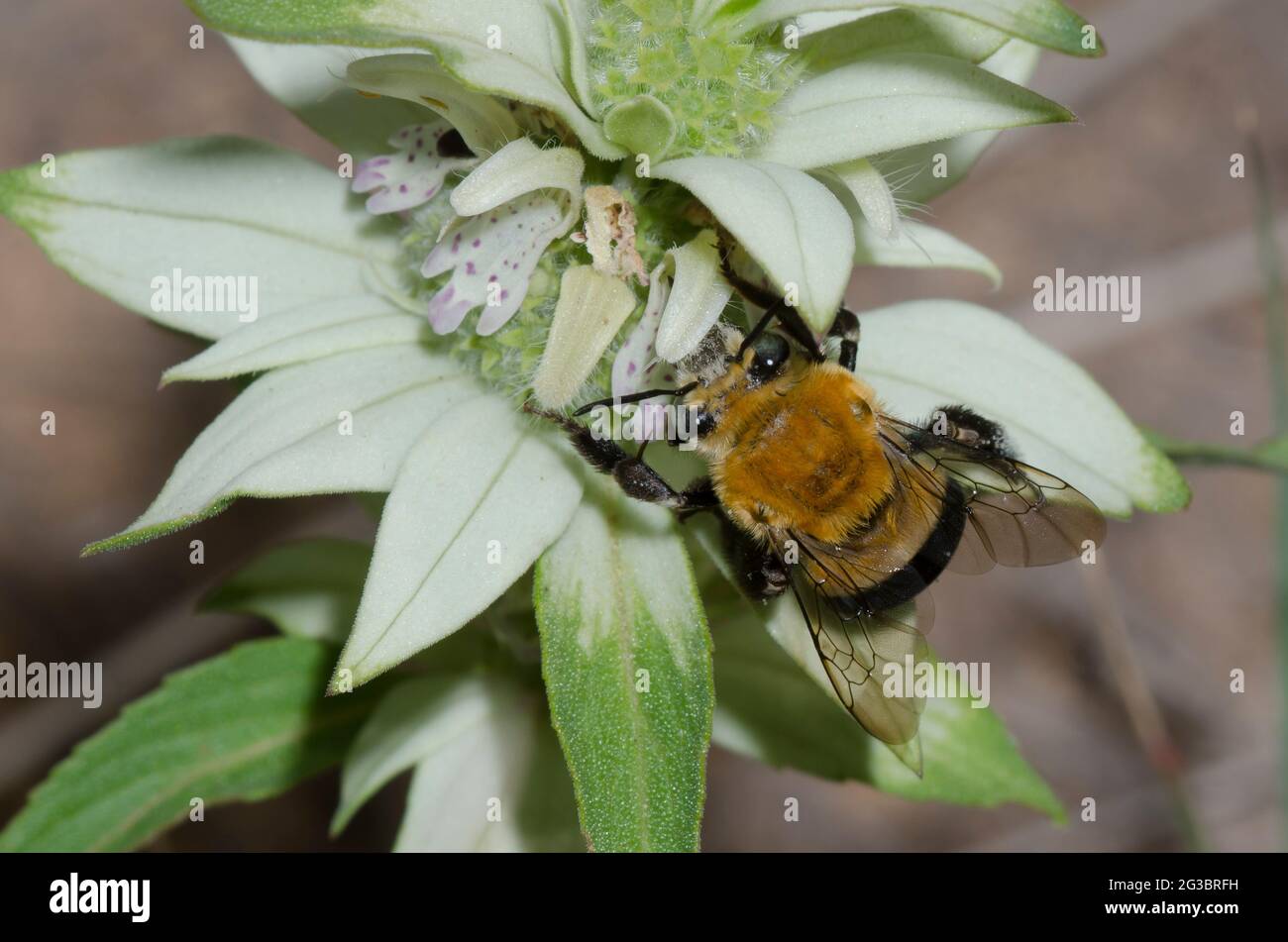 Degger Bee, Habropoda sp., foraging su spotted Beebalm, Monarda punctata Foto Stock