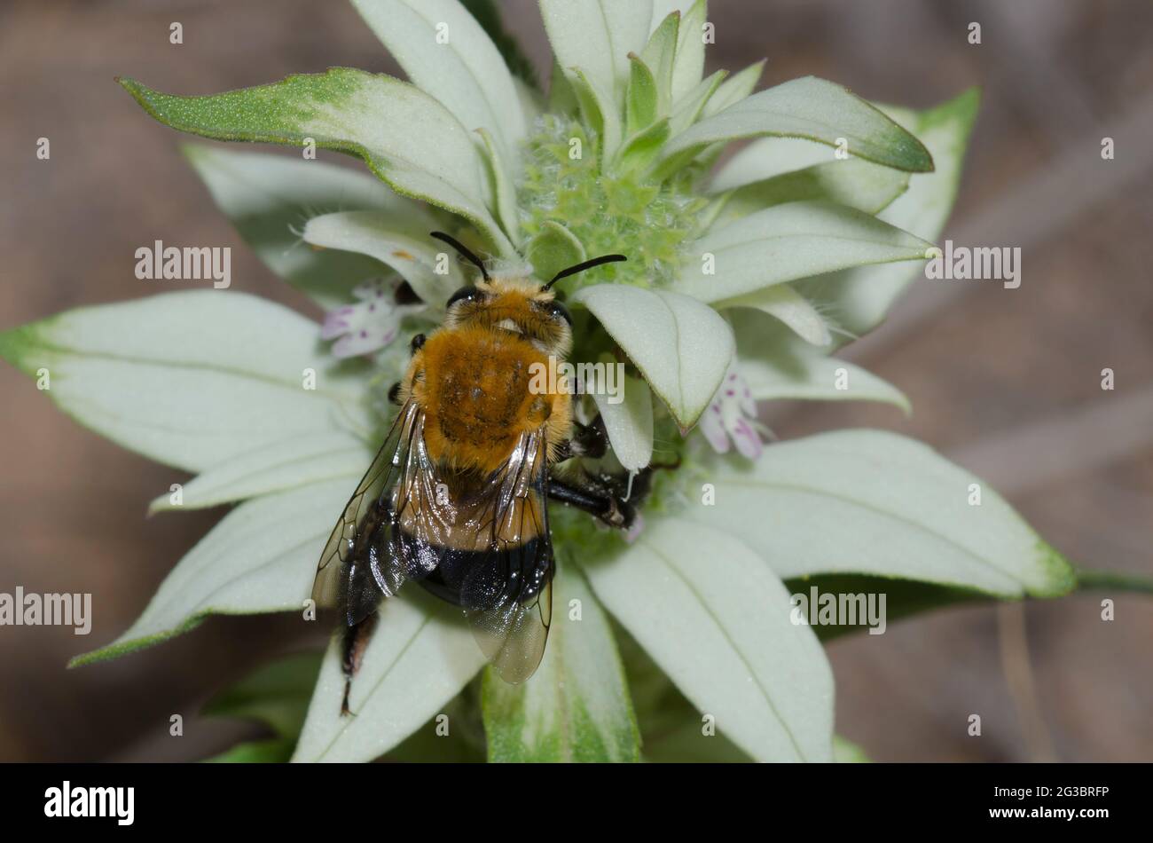 Degger Bee, Habropoda sp., foraging su spotted Beebalm, Monarda punctata Foto Stock