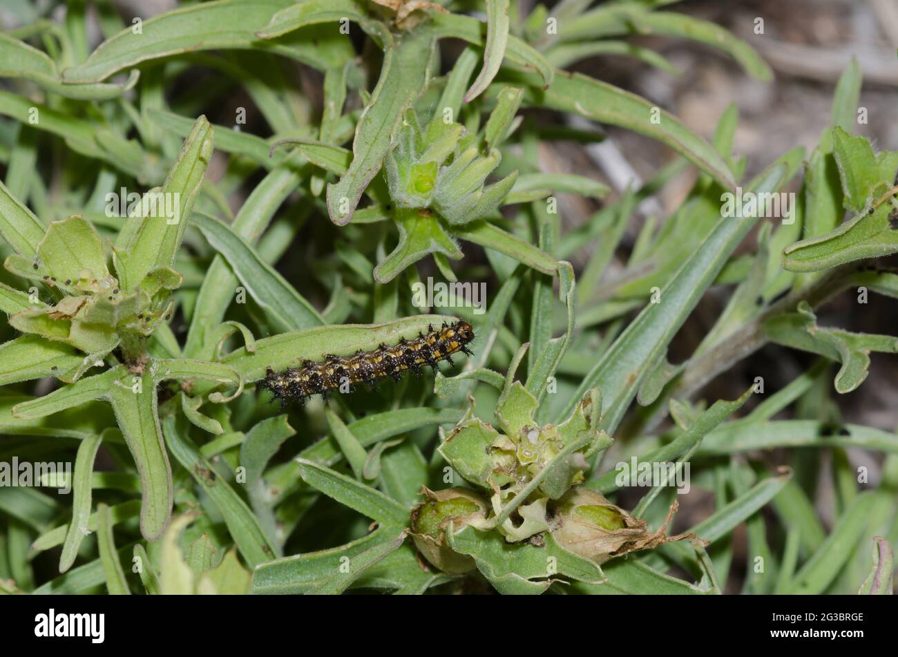 Fulvia Checkerspot, Chlosye fulvia, larva su Great Plains Indian-Paintbrush, Castilleja sessiliflora Foto Stock