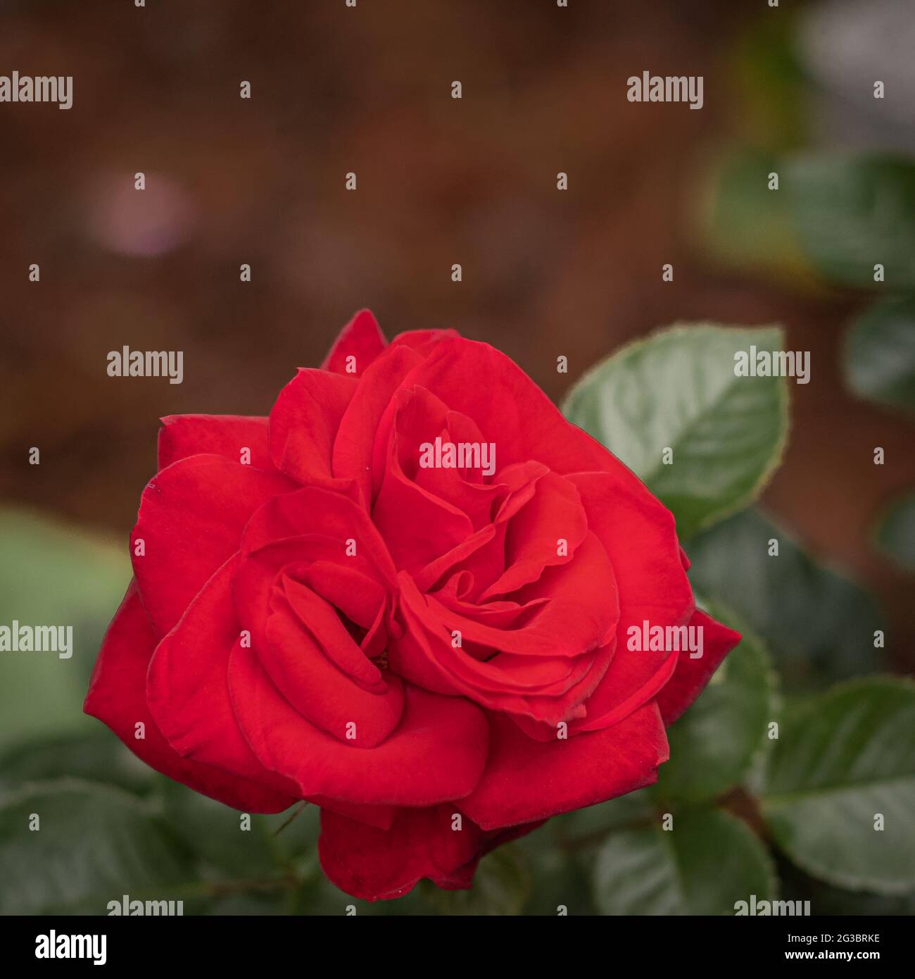 Rosa rossa su sfondo verde naturale, all'aperto, giardino Foto Stock