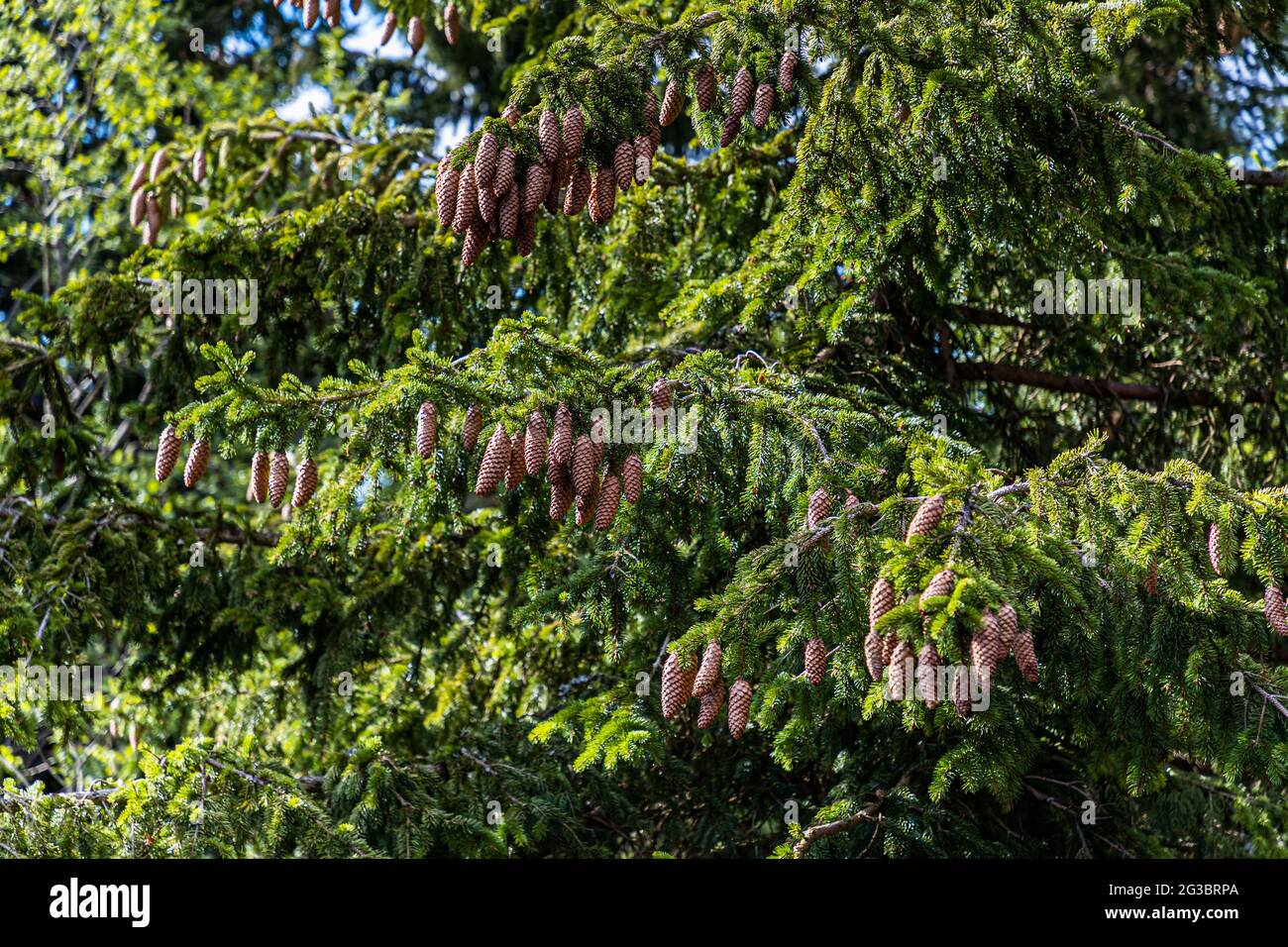 Cono di pino su albero a Vitosha, Bulgaria Foto Stock