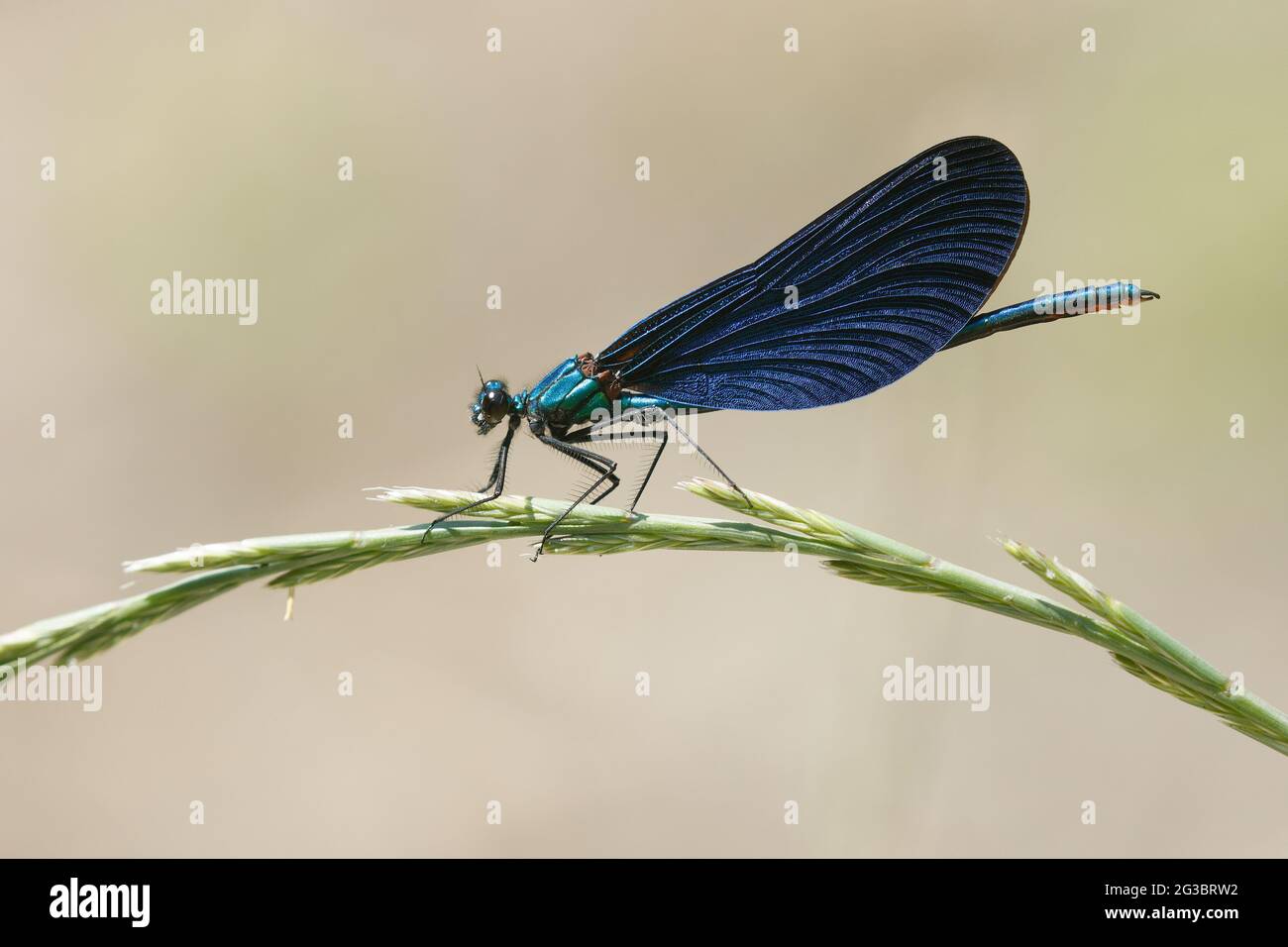 Maschio bella Demoiselle (Calopteryx virgo) visto in profilo si stabilì sulla testa di seme d'erba Foto Stock