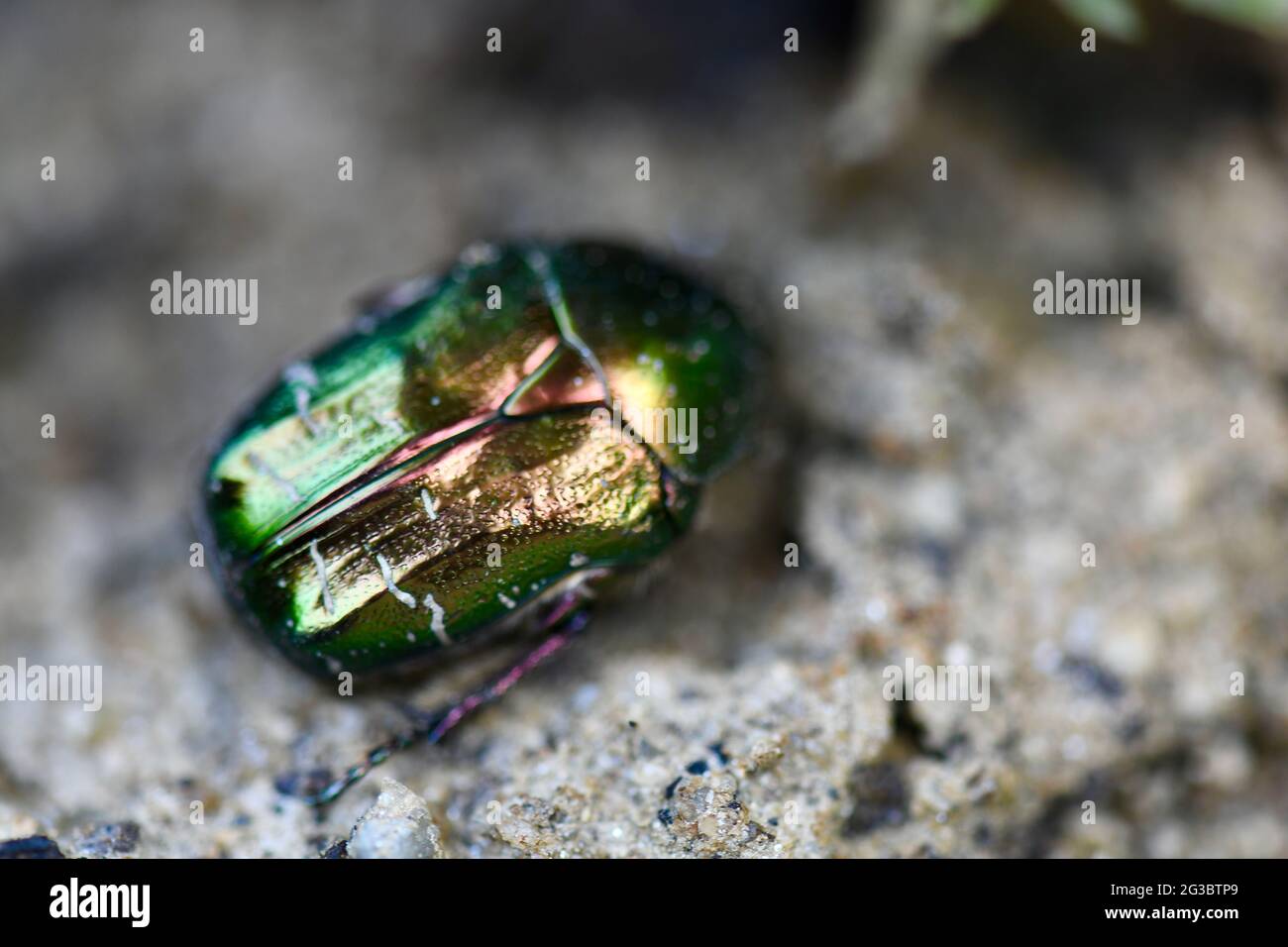 Cetonia aurata - goldglänzender Rosenkäfer - tot im barbabietola Foto Stock