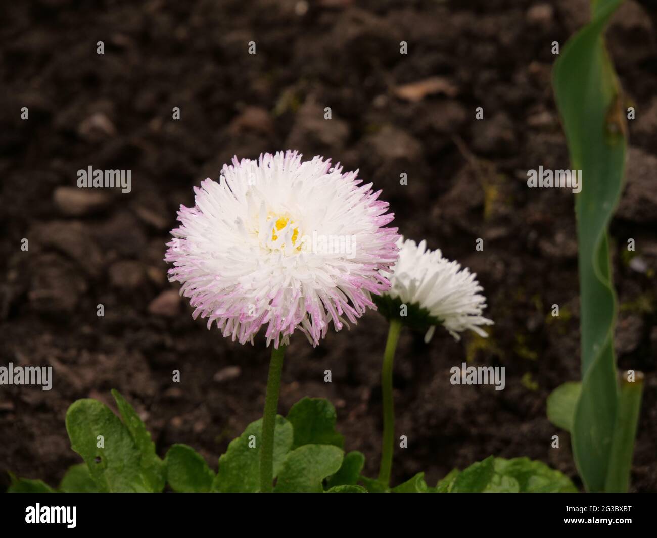Primo piano di fiori di bellis Foto Stock