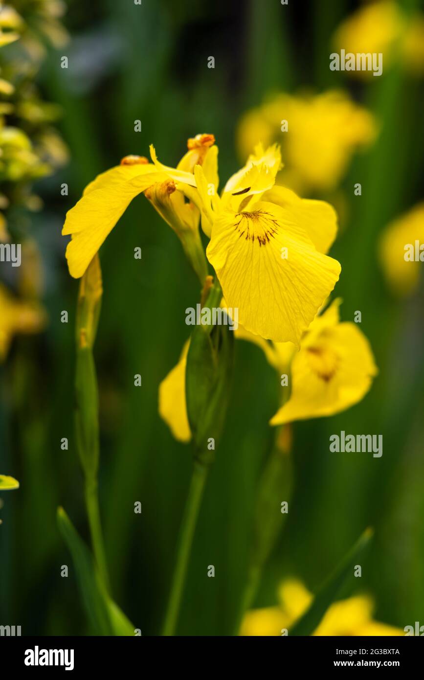 Il perenne iris pseudacorus erbaceo amatore di umidità, la bandiera d'acqua, bandiera gialla o iris giallo, in fiore in tarda primavera / inizio estate Foto Stock