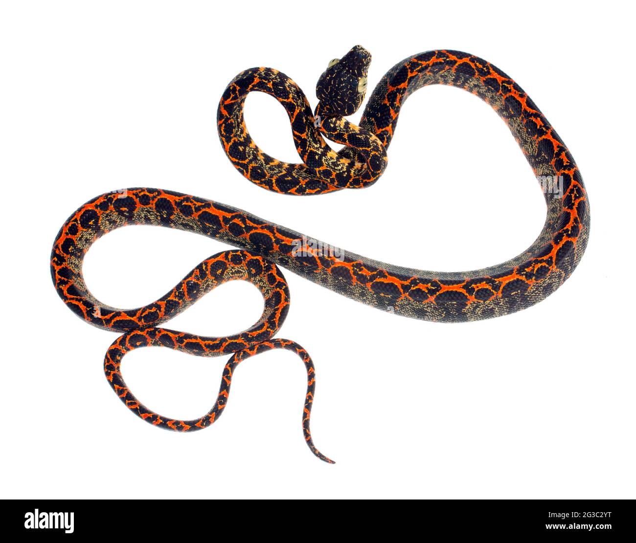 Amazzonia Boa (Corallus hortulanus), provincia di Orellana nell'Amazzonia ecuadoriana Foto Stock