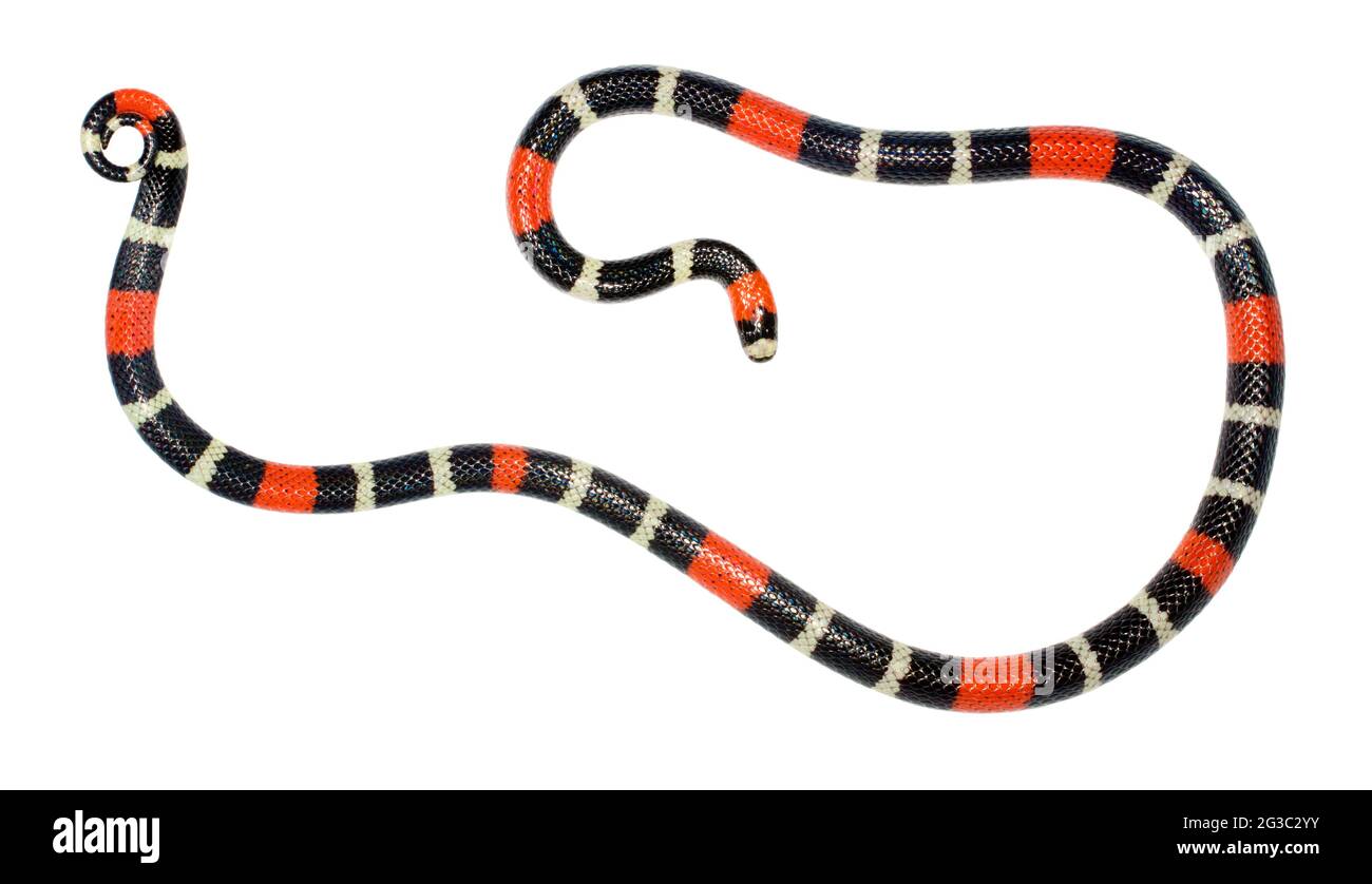 Serpente corallino a nastro orientale (Micrurus lemniscatus). Un serpente velenoso dell'Amazzonia ecuadoriana. Foto Stock