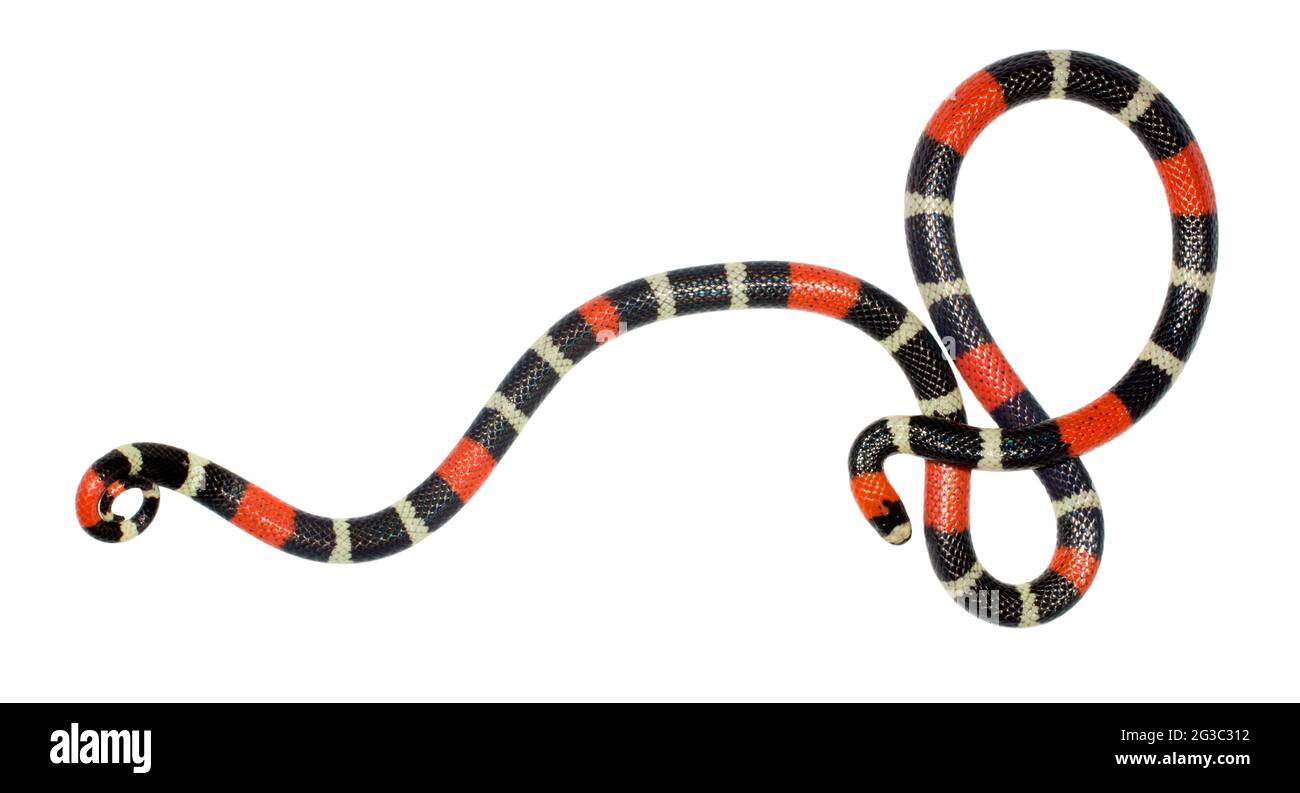 Serpente corallino a nastro orientale (Micrurus lemniscatus). Un serpente velenoso dell'Amazzonia ecuadoriana. Foto Stock