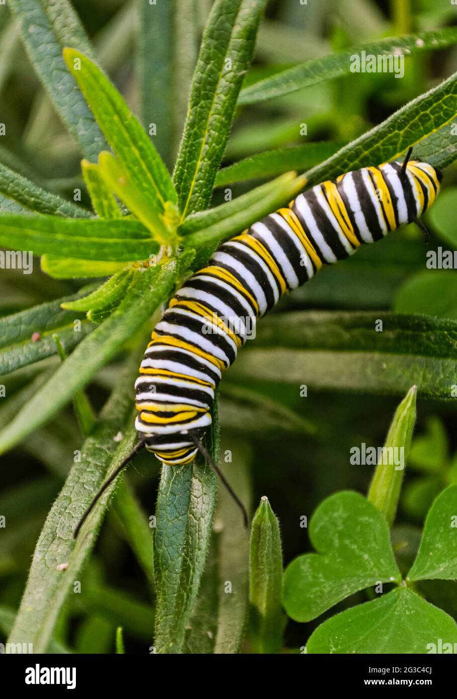 Un bruco monarca (Danaus plexippus) si nutre di foglie di erbacce di farfalla (Asclepias tuberosa.) Primo piano. Foto Stock