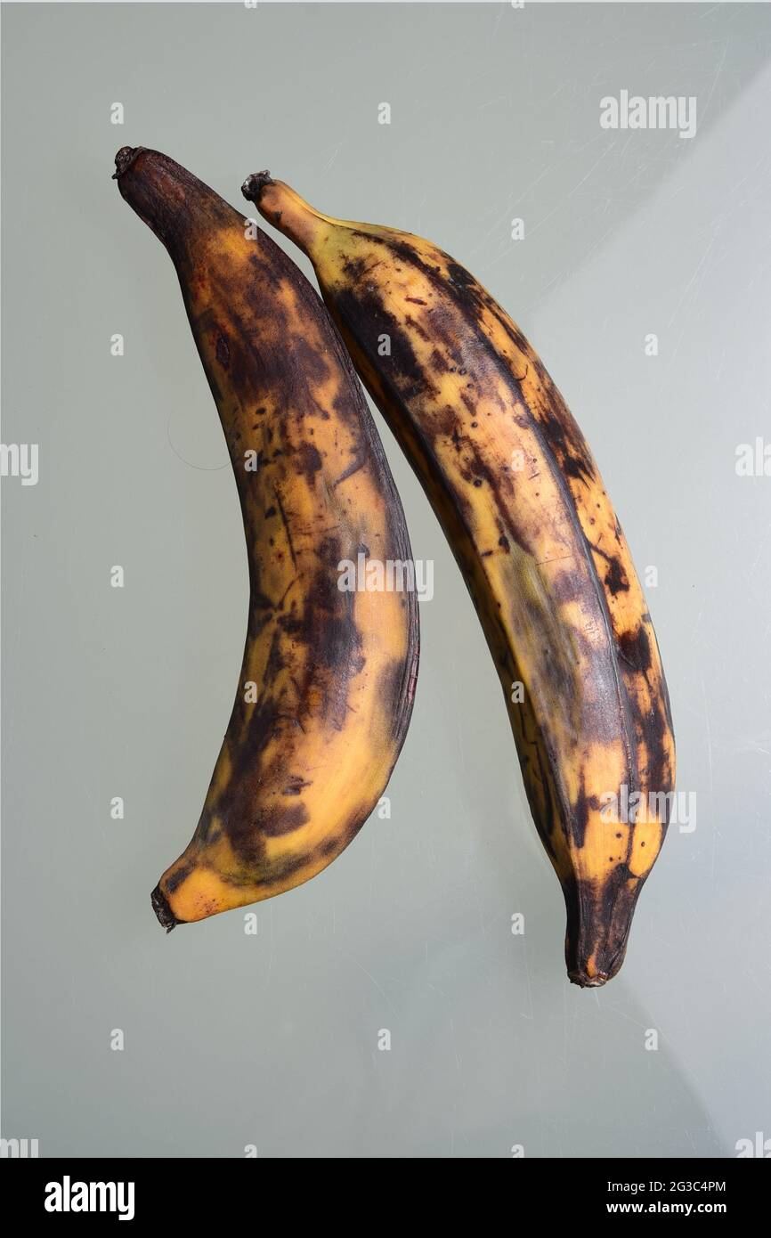 due grandi plantani maturi di colore giallo e marrone Foto Stock