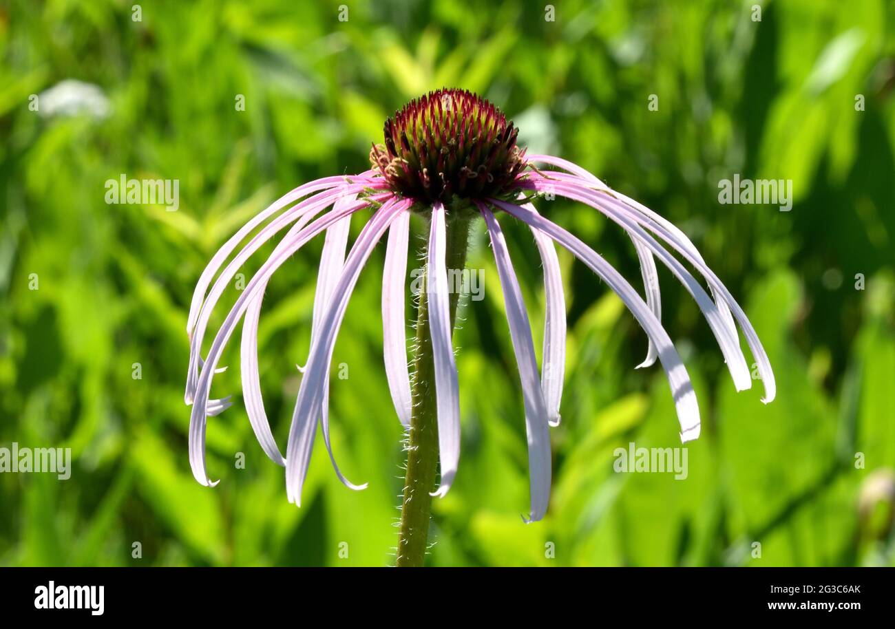 Angusto petalo prateria viola pallido (Echinacea) con petali appesi in un ombrello-come moda. Foto Stock