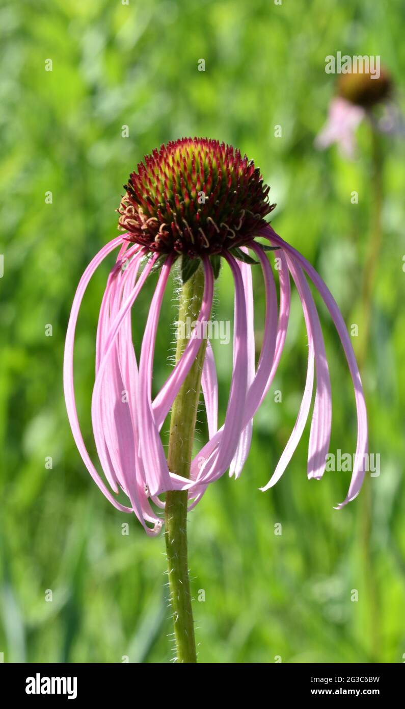 Angusto prateria di petali viola pallido (Echinacea) con petali di gocciolamento Foto Stock