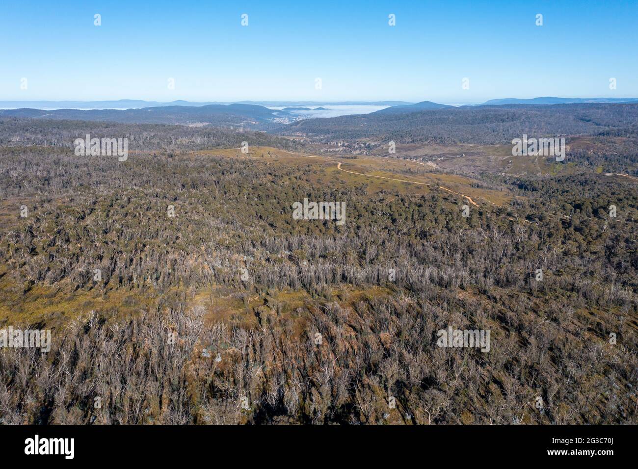 Drone fotografia aerea della rigenerazione della foresta dopo i fuochi d'incendio nelle Tablelands centrali nella regione australiana Foto Stock