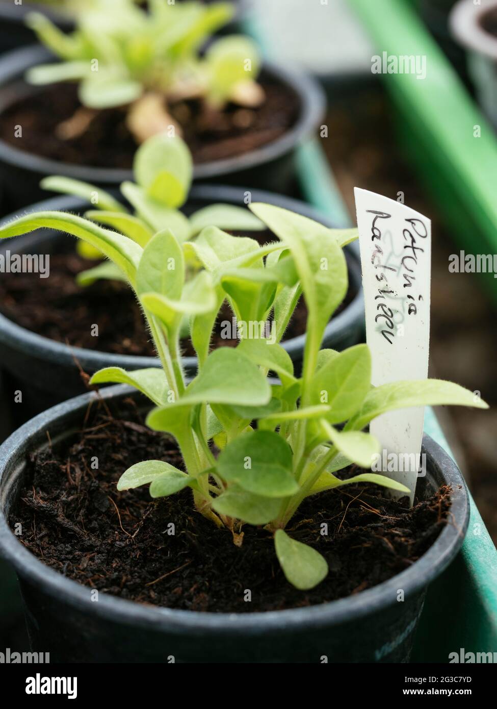 Petunia Raadheel (Petunia x hybrida) Foto Stock