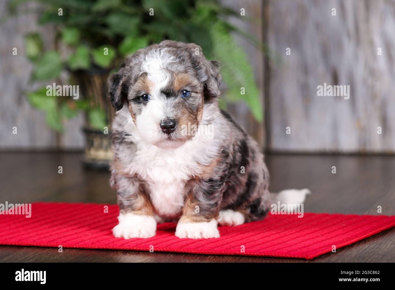 F2 Mini Bernedoodle cucciolo guardando la macchina fotografica a 5 settimane. Seduta su un tappetino per asciugamani rosso. Foto Stock