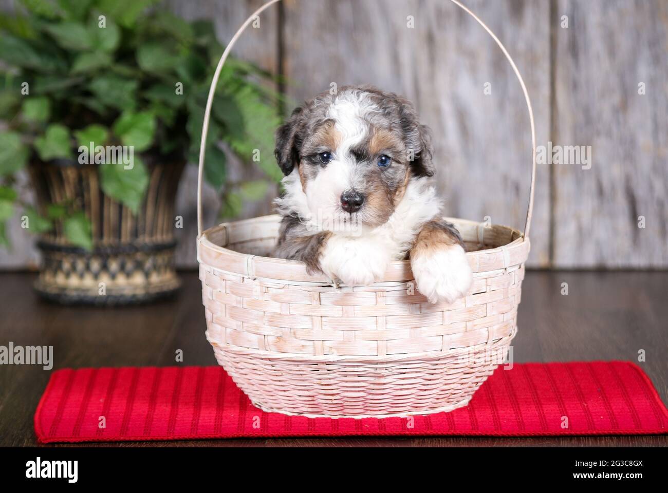 F2 Mini Bernedoodle cucciolo in bianco paniere guardando la fotocamera a 5 settimane di età. Cestino seduto sul tappetino per asciugamani rosso. Foto Stock