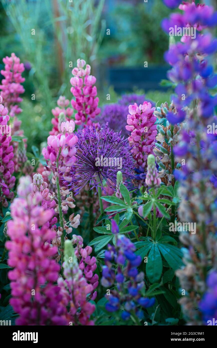 Cipolla ornamentale e lupino ornamentale combinati in un giardino cottage. Foto Stock