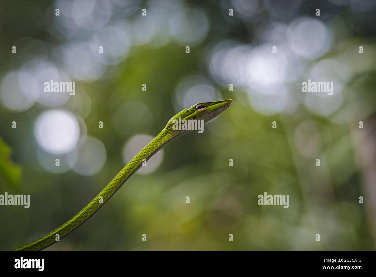 Serpente di frusta orientale con sfondo bokeh Foto Stock