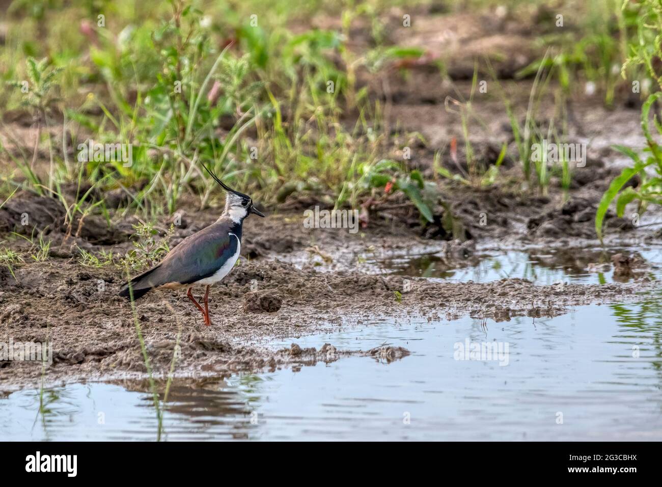 Lappatura, Vanellus vanellus, sulle paludi d'acqua dolce dietro la riva orientale del Washington. Foto Stock