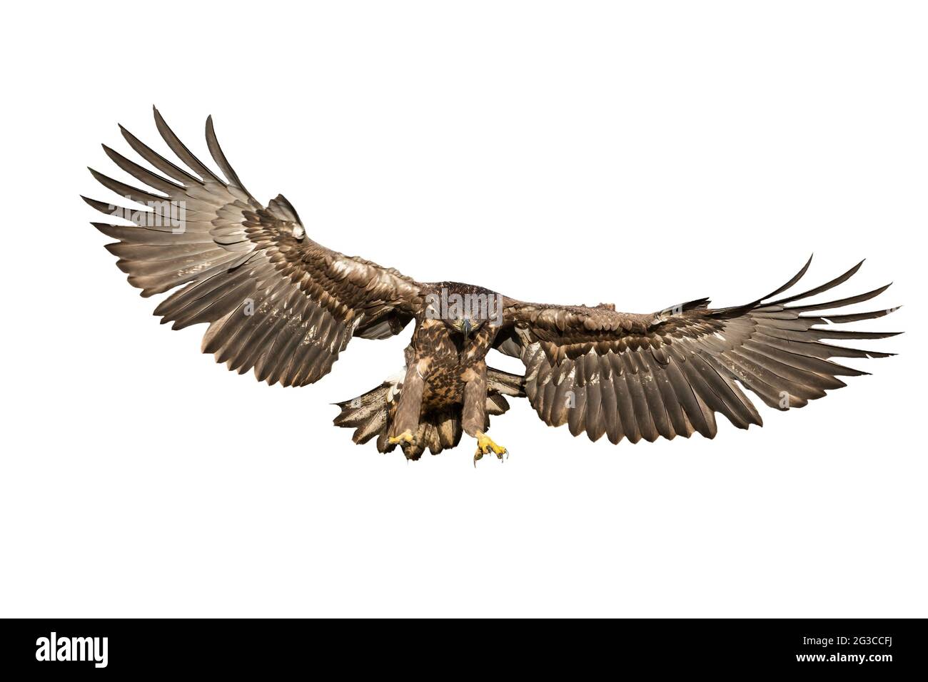 Aquila dalla coda bianca a caccia in aria tagliata fuori su bianco Foto Stock