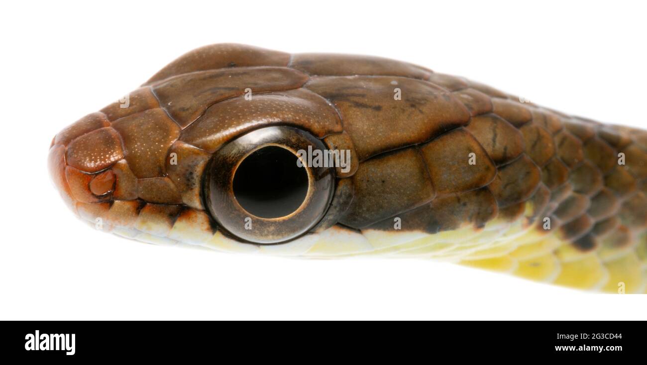 Brown Sipo (Chironius fuscus), Juvenile, provincia di Pastaza, Ecuador Foto Stock