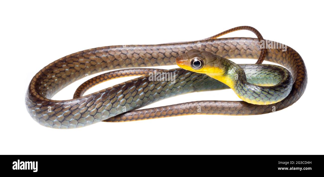 Whipsnake amazzonico (Chironius exoletus), giovanile, provincia di Orellana, Ecuador Foto Stock