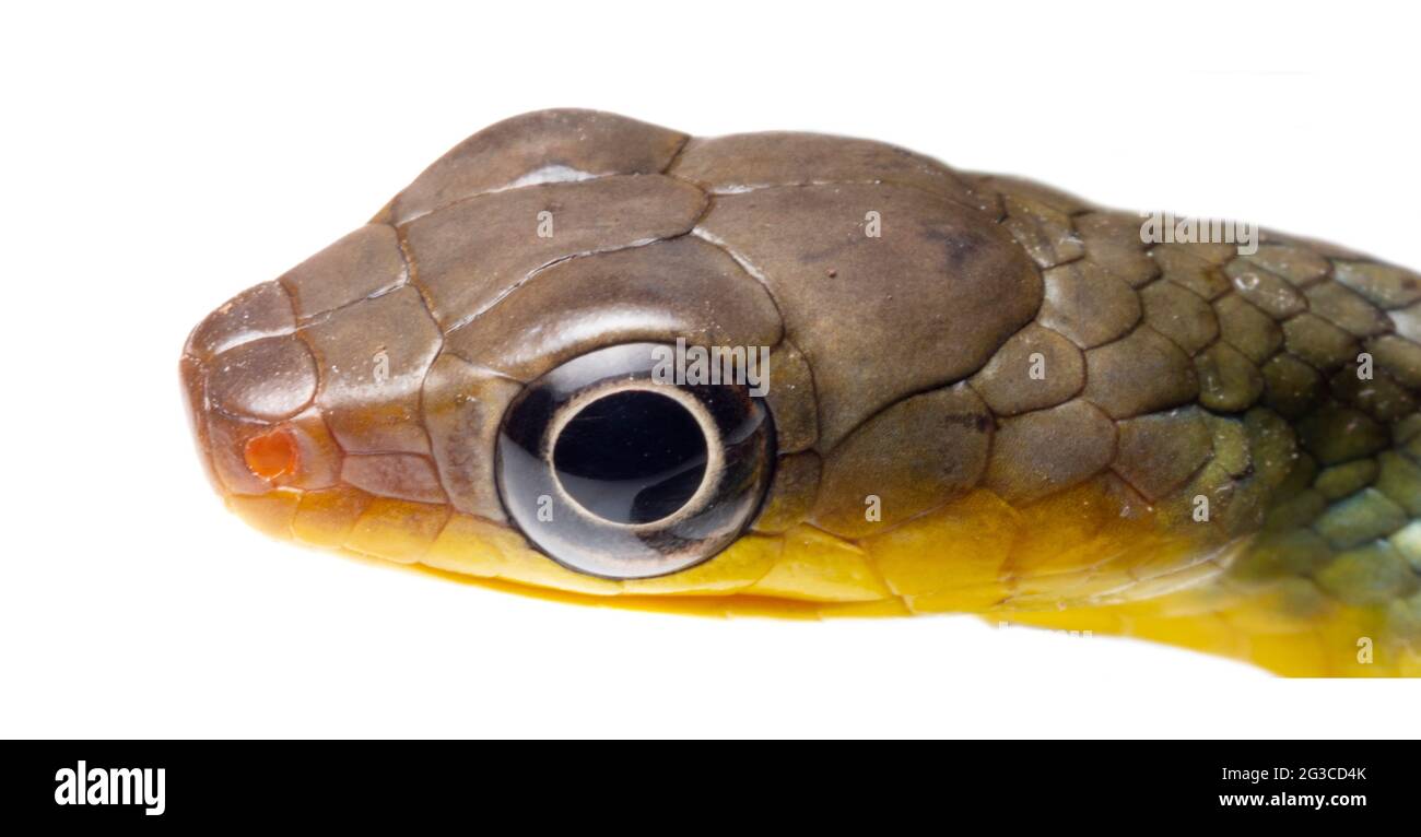 Whipsnake amazzonico (Chironius exoletus), giovanile, provincia di Orellana, Ecuador Foto Stock