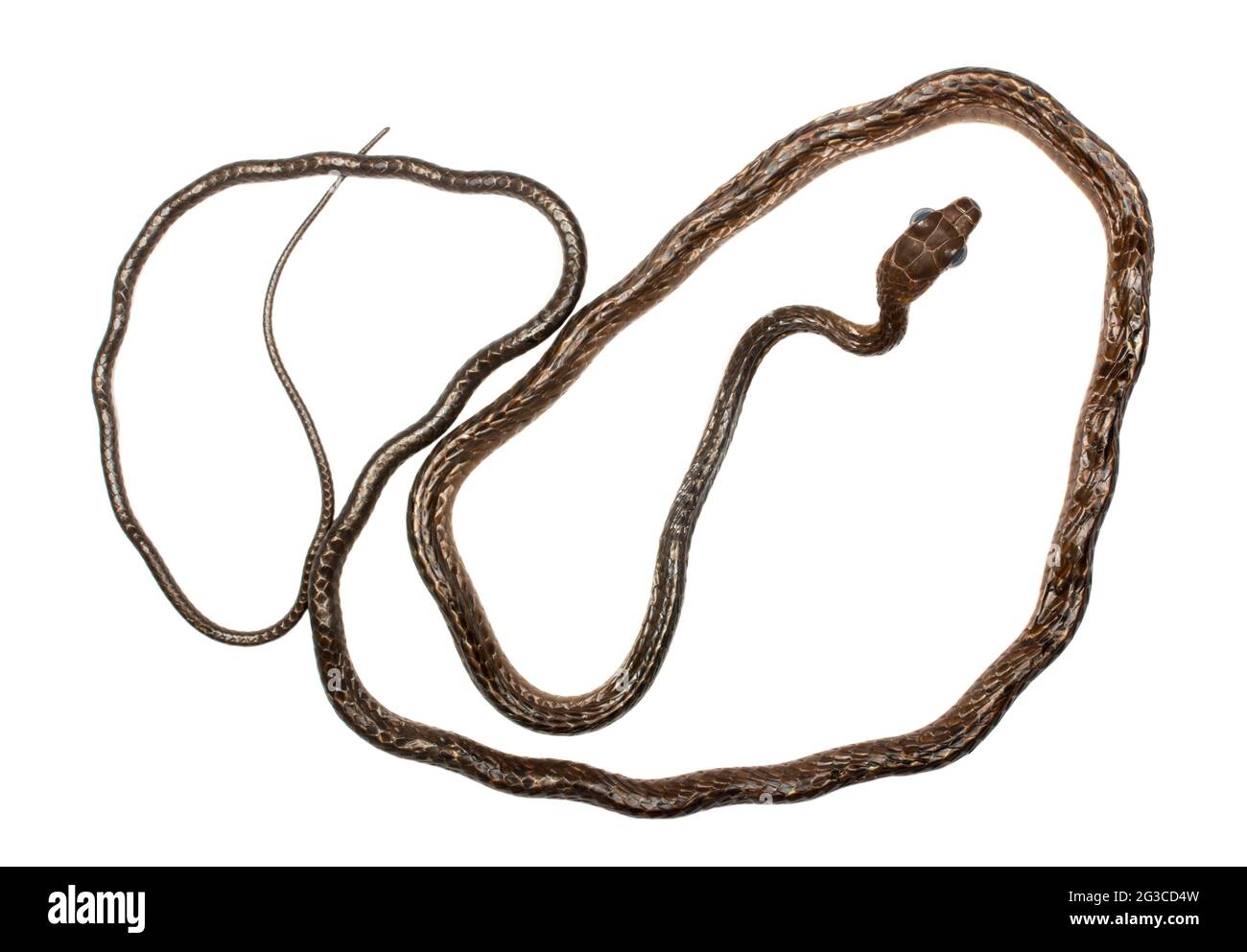 Brown Sipo (Chironius fuscus), provincia di Pastaza, Ecuador Foto Stock