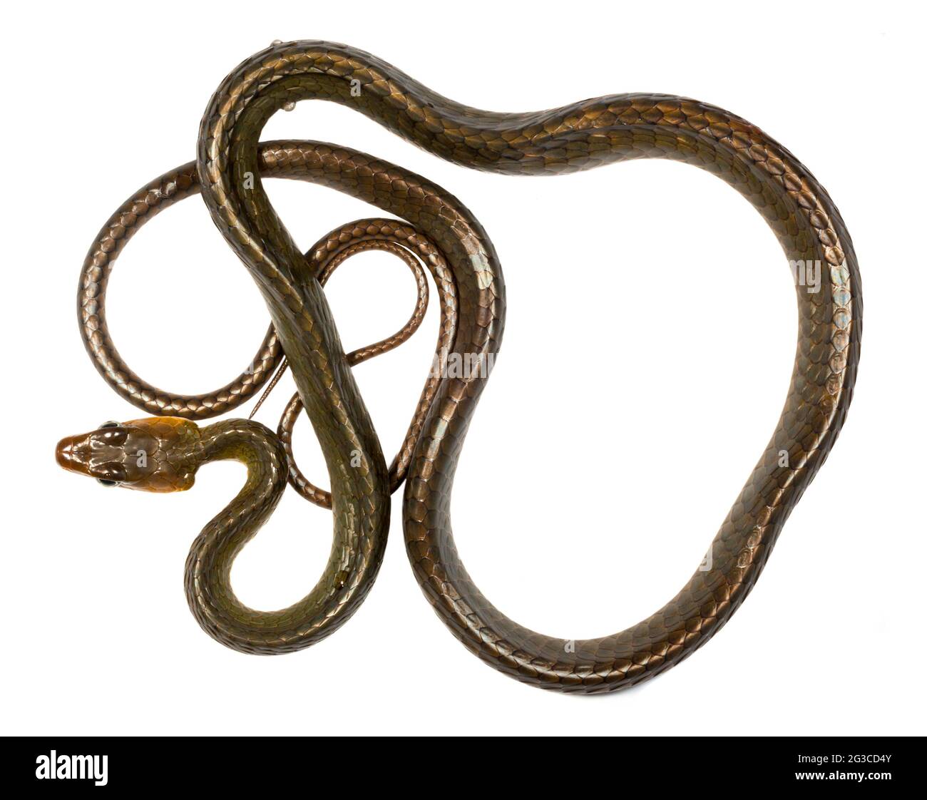 Serpente amazzonico (Chironius exoletus), provincia di Pastaza, Ecuador Foto Stock
