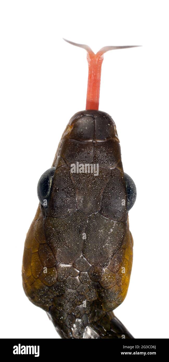 Serpente amazzonico (Chironius exoletus), provincia di Orellana, Ecuador Foto Stock