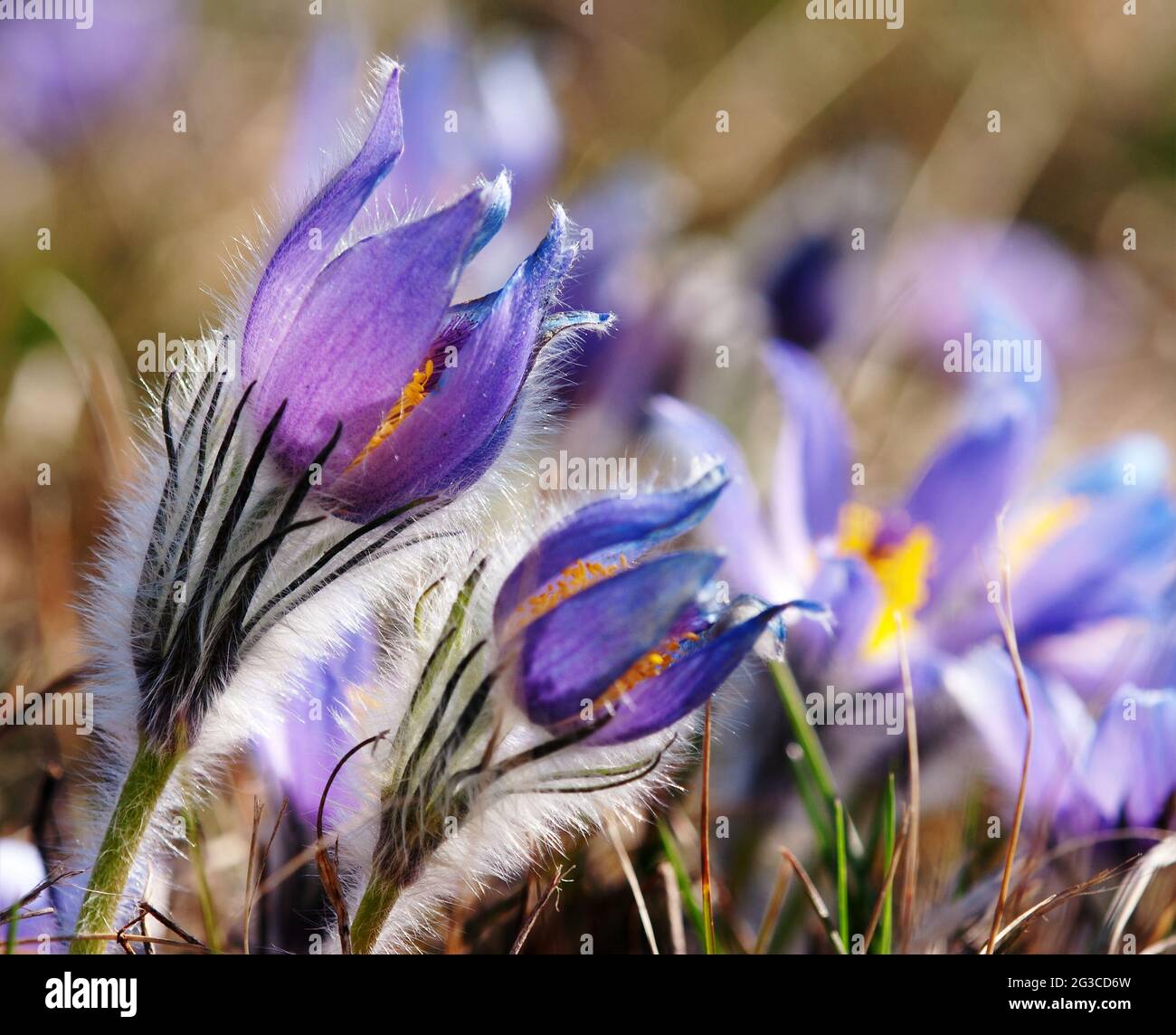 bel fiore primaverile blu e giallo di pasqueflower su il prato Foto Stock