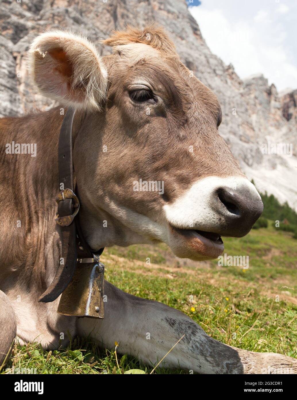 testa di vacca (bos primigenius taurus), con campanaccio Foto Stock