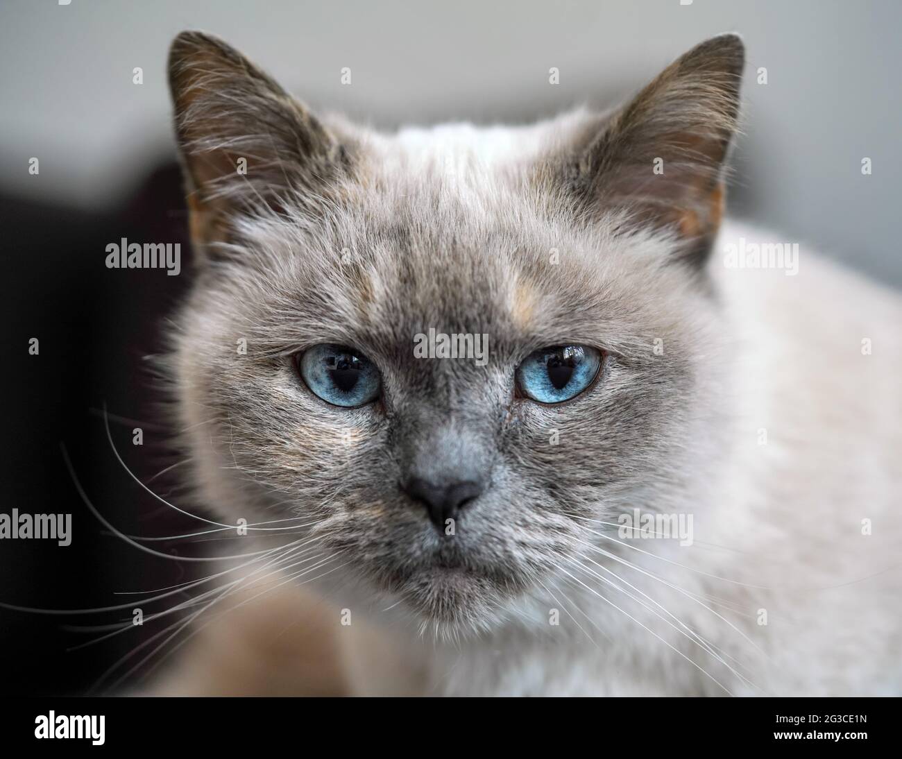 Gatto grigio più vecchio con occhi blu piercing, dettaglio closeup Foto Stock