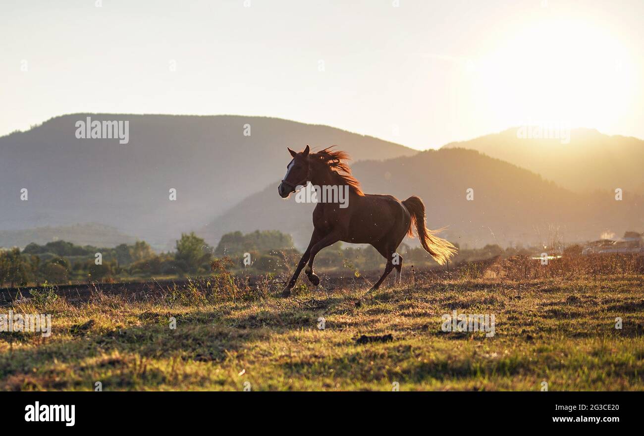 Cavallo arabo marrone che corre su campo di erba, il sole del pomeriggio splende sullo sfondo Foto Stock