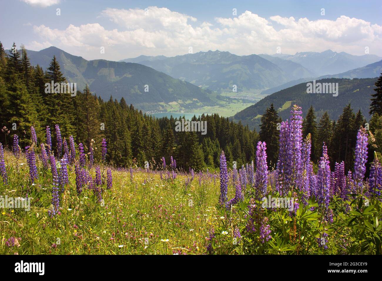 Vista dalle Alpi austriache intorno a Zell am See - valle con boschi e splendido prato alpino fiorito - Austria Foto Stock