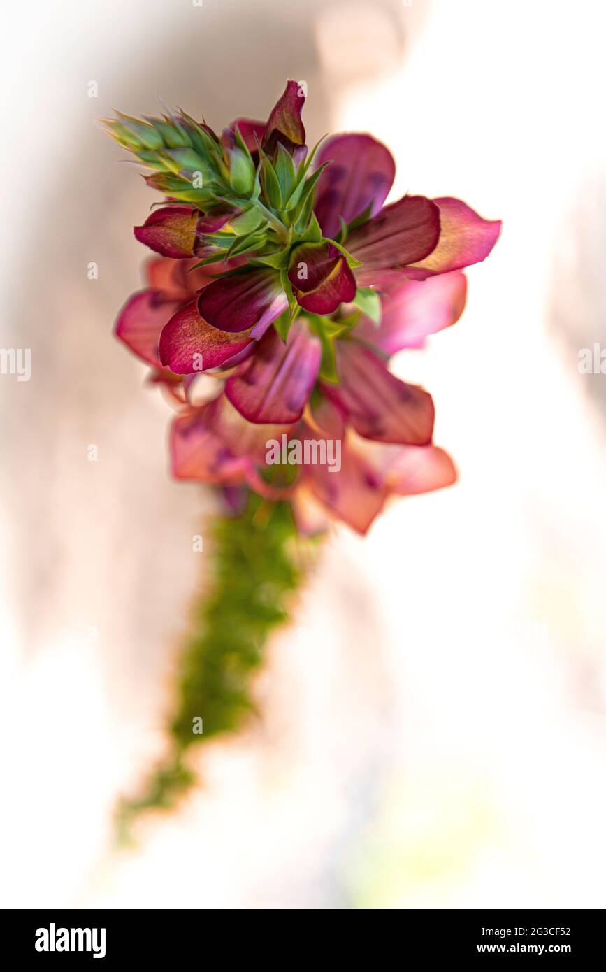Crescita che arriva fino al cielo pianta che cresce fiore immagini e  fotografie stock ad alta risoluzione - Alamy