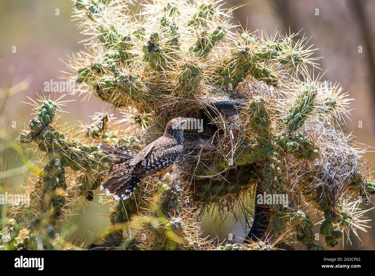 Bill curvo thrasher Foto Stock