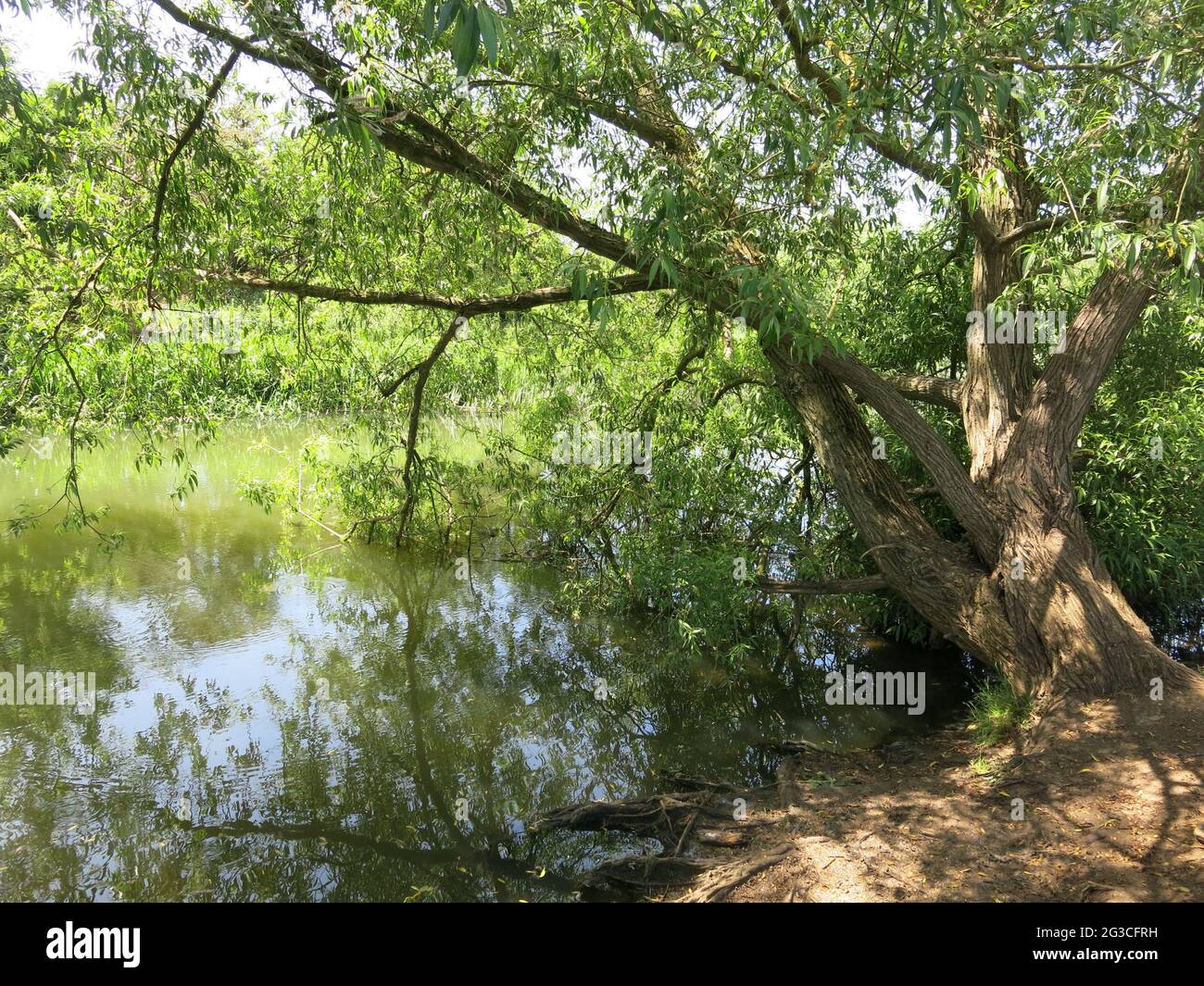 Vista della campagna e dell'habitat lungo il fiume mentre si cammina lungo il fiume Great Ouse nel Ouse Valley Park, Stony Stratford. Foto Stock