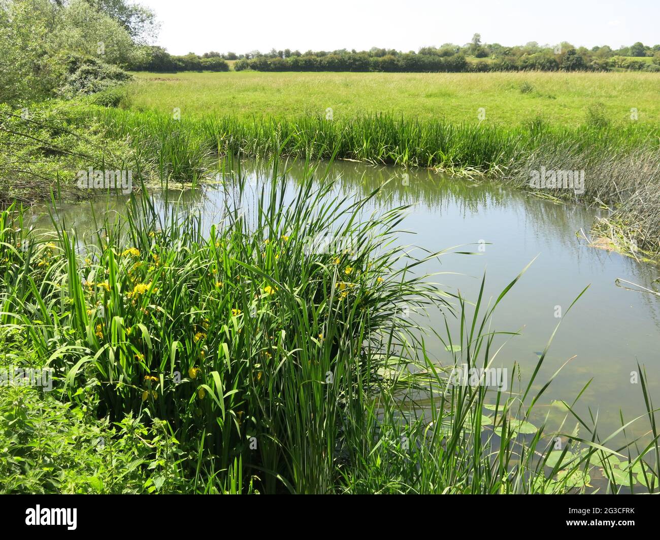 Vista della campagna e dell'habitat lungo il fiume mentre si cammina lungo il fiume Great Ouse nel Ouse Valley Park, Stony Stratford. Foto Stock
