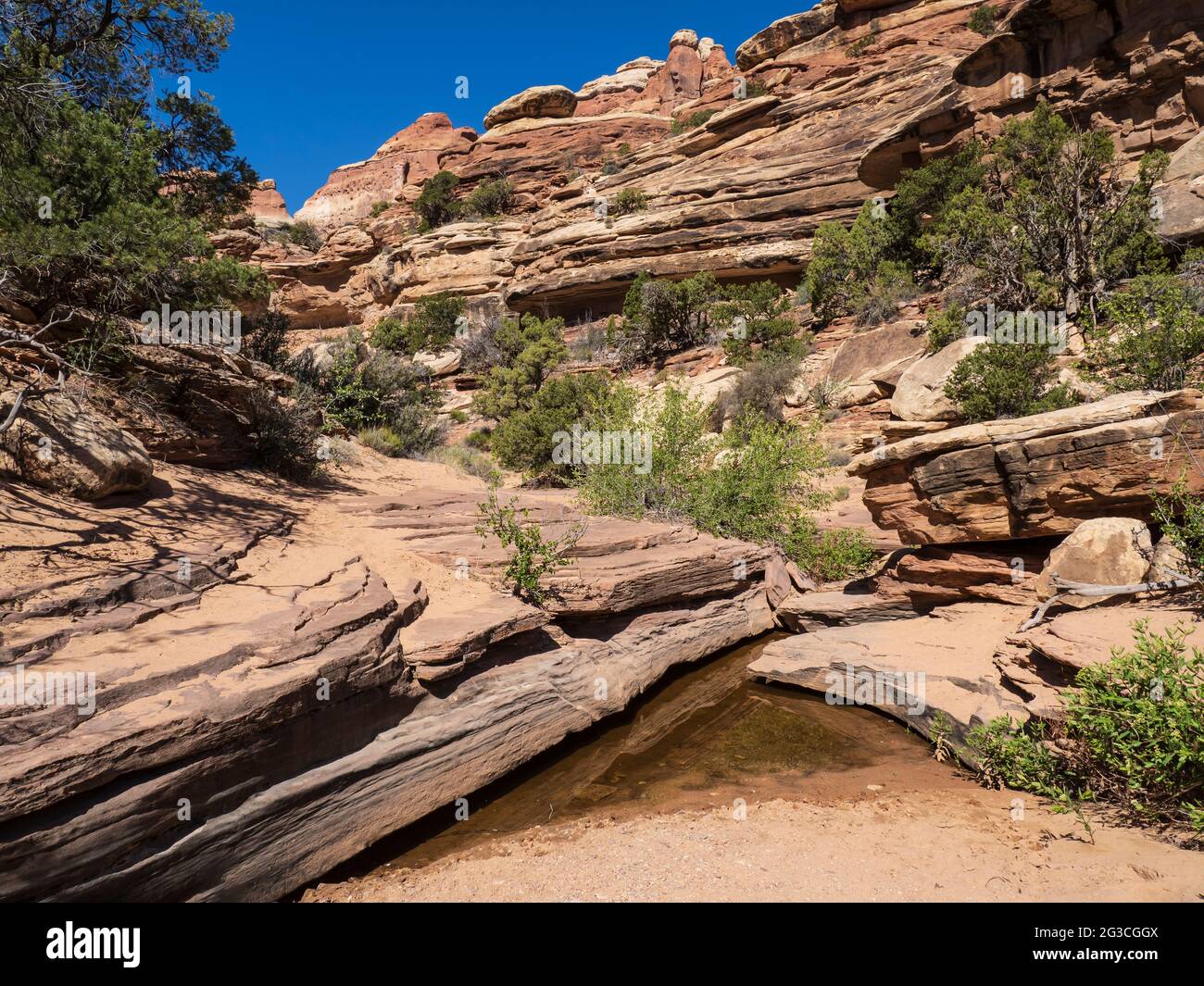 Piscina in un lavaggio a secco, Elephant Canyon Trail, Needles District, Canyonlands National Park, Utah. Foto Stock