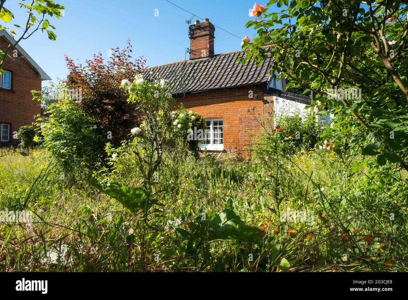 Un giardino trascurato e sopravconto di erbacce. Inghilterra, Regno Unito. Foto Stock