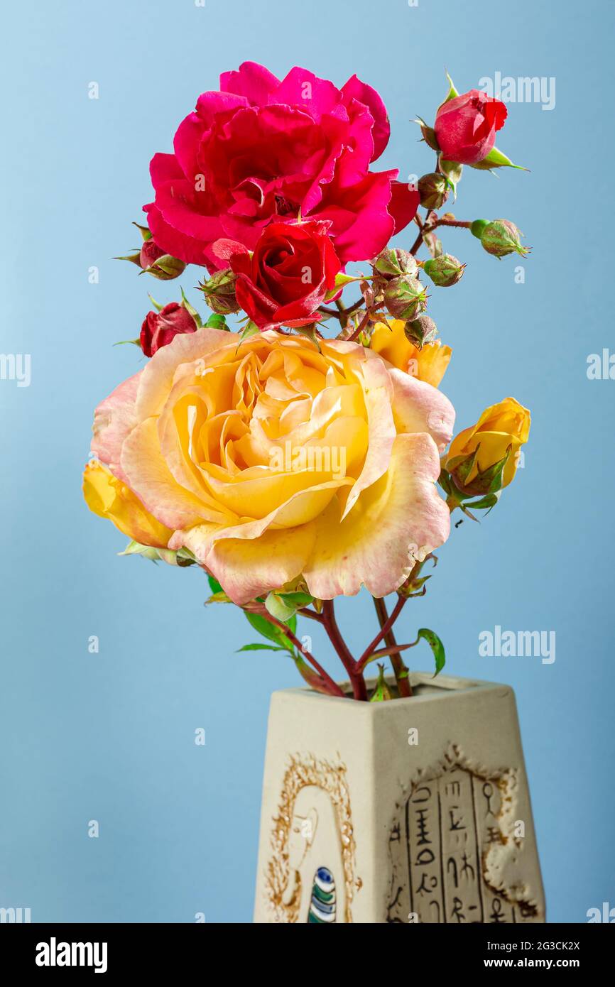 Fotografia di un bouquet di fiori naturali di rose gialle e rosse in un vaso di argilla su sfondo blu. La foto è stata scattata in uno studio con artificia Foto Stock