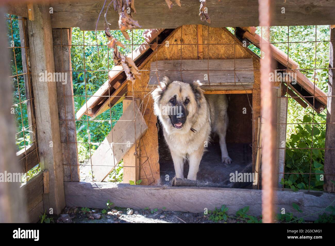 Bel cane marrone San Bernardo nella sua casa di legno Foto Stock