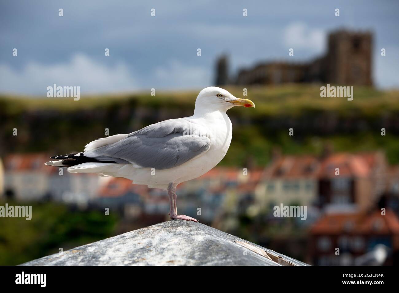 Un gabbiano si trova in attesa a Whitby nel Nord Yorkshire. Foto Stock