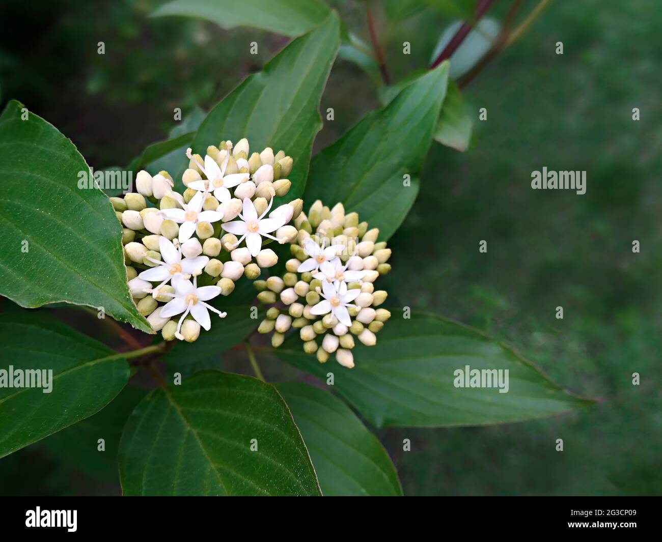 Fiori bianchi dell'arbusto di Cornus alba, conosciuto come dogwood rosso, bianco o siberiano (Swiva alba), e foglie verdi, periodo primaverile Foto Stock