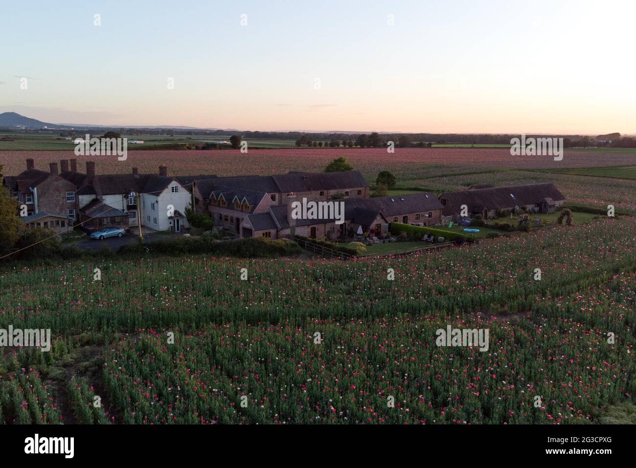 Lilleshall, Shropshire, Inghilterra. 15 giugno 2021. Un grande campo di papavero vicino al villaggio di Lilleshall nello Shropshire. Il raccolto viene raccolto per i semi e i caratteristici petali rossi dovrebbero cadere nei prossimi giorni, quando arriva la pioggia. Poppy Fields attira centinaia di visitatori nella zona e molti li vedono come un segno di memoria per entrambe le guerre mondiali, poiché la pianta era l'unico fiore a crescere nelle trincee dopo anni di pesanti bombardamenti. PIC di Stop Press Media/Alamy Live News Foto Stock