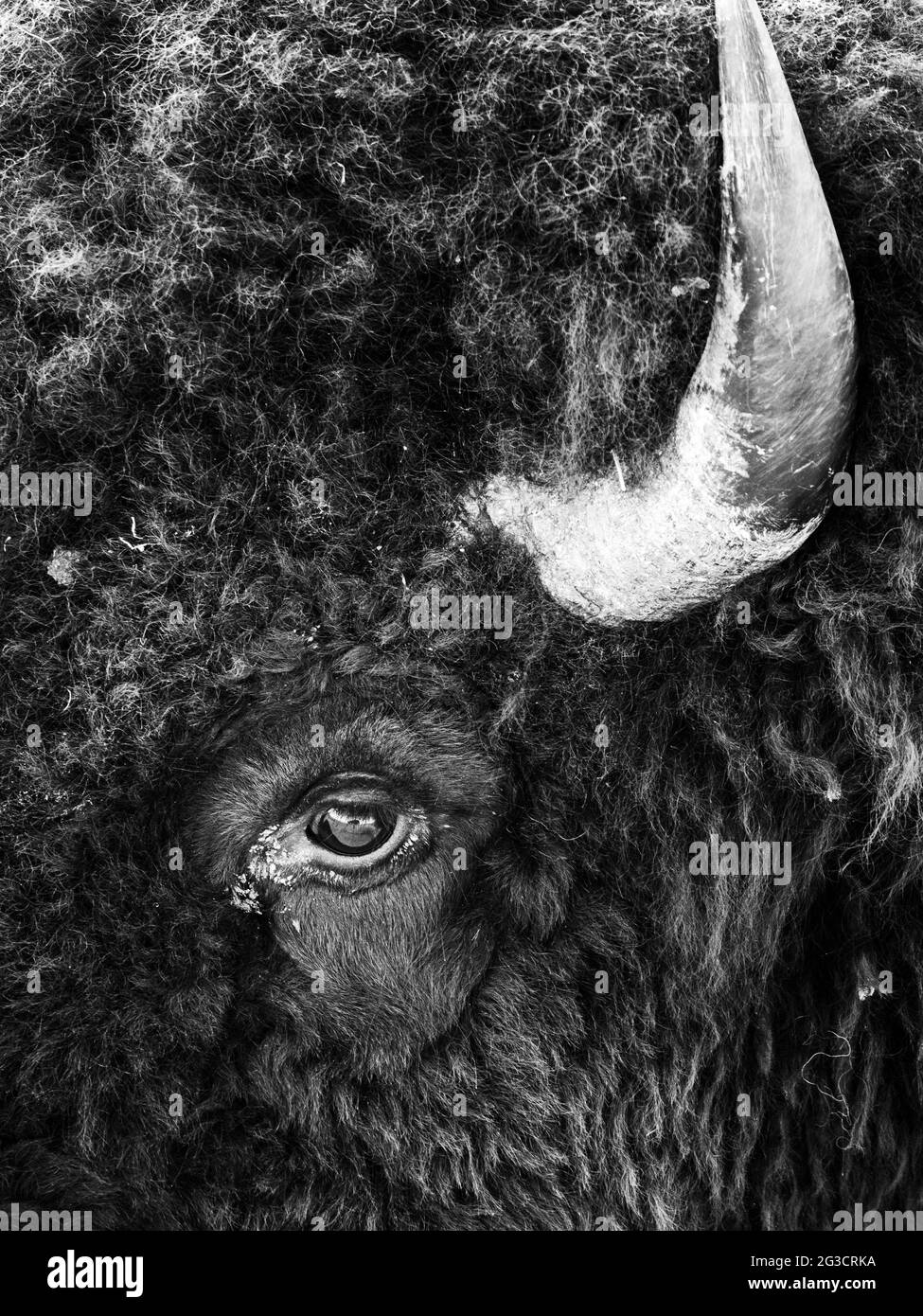 Scala di grigi di un bisonte furry Foto Stock Scala di grigi di un bisonte furry Foto Stock